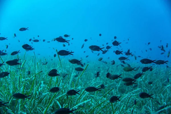 Enorme Grupo Peixes Água Azul Brilhante Com Algas Fundo — Fotografia de Stock