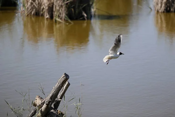 西班牙Ebro Delta的一只海鸥飞越湖面 — 图库照片
