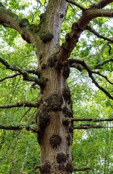 イギリスのファレハムにある100エーカーの森の背の高いオークの木 — ストック写真