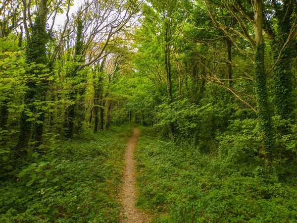 Красивый Вид Лесную Тропу Прогулок Окутанную Деревьями — стоковое фото