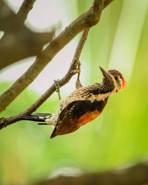 Closeup Woodpecker Perched Tree Branch — Stock Photo, Image