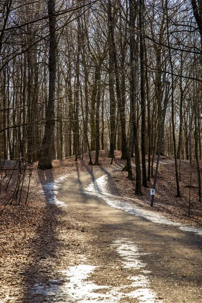 Caminho Terra Floresta Com Altas Árvores Sem Folhas Ensolaradas Tiro — Fotografia de Stock