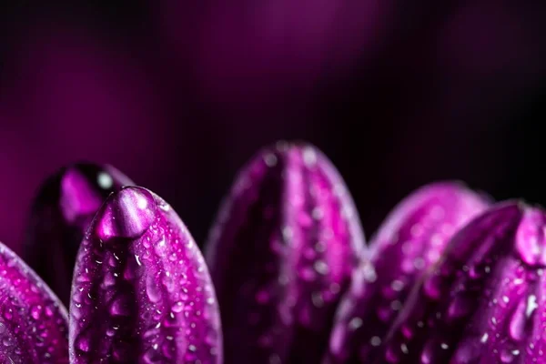 一片水滴在背景模糊的紫色花瓣上 — 图库照片