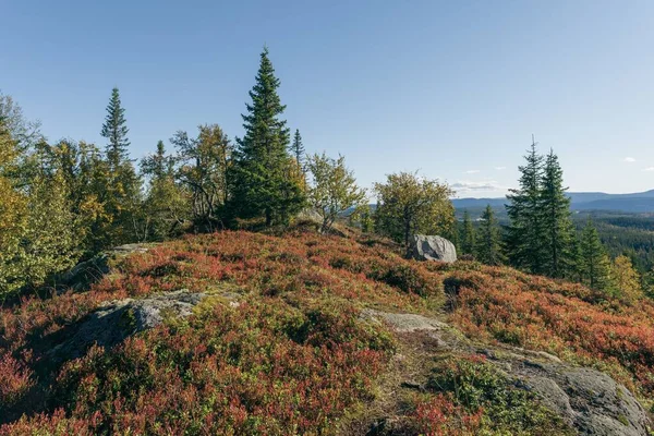 ノルウェーの青空の下 トテナセン丘陵の丘の上に紅葉の美しい風景 — ストック写真