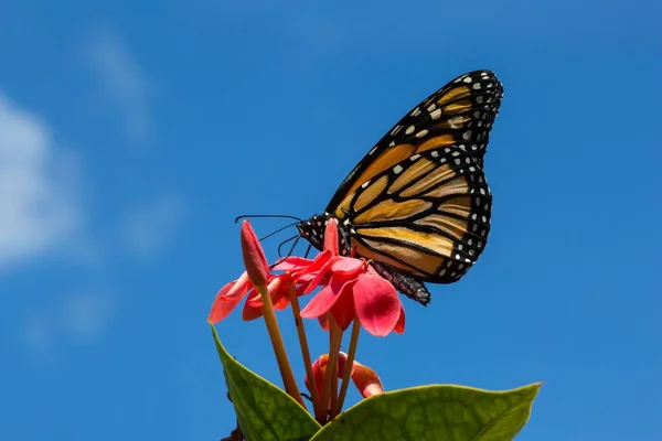 Vue Latérale Papillon Monarque Sur Une Fleur Rouge Contre Ciel — Photo