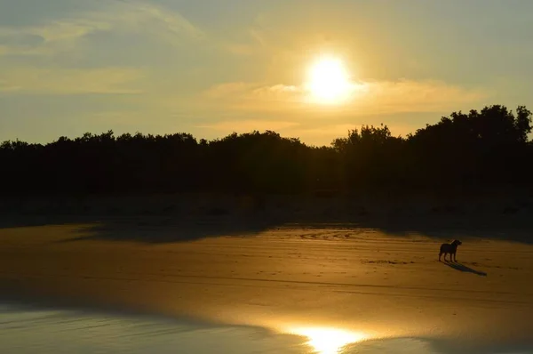 Закат Пляже Собакой — стоковое фото