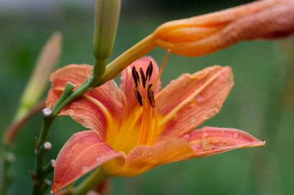 Крупный План Оранжевой Лилии Цветущей Зеленом Стебле — стоковое фото