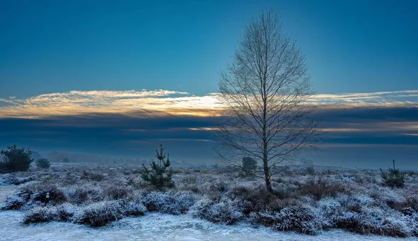Leafless Tree Snow Covered Field Full Bushes Sunrise — Stock Photo, Image