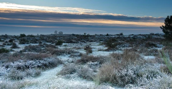 茂みに覆われた雪に覆われたフィールド上の風光明媚な日の出 — ストック写真