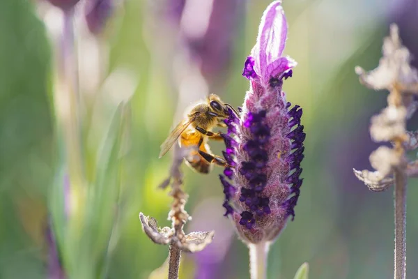 stock image A selective focus of a bee on a purple flower