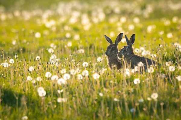 Scenic View Two Hare Rabbits Found Sitting Open Field Sunny — Stock Photo, Image