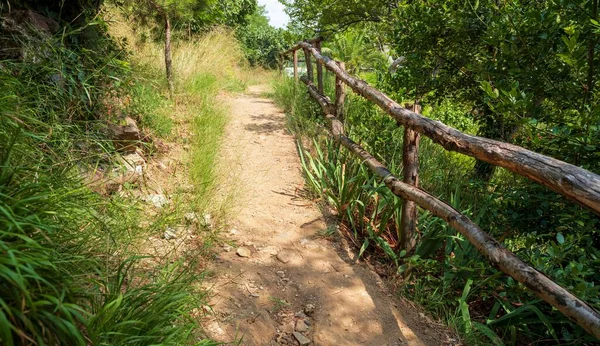 Caminho Com Cerca Madeira Árvore Longo Caminho — Fotografia de Stock