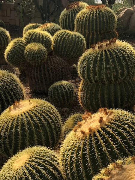 Egy Függőleges Lövés Kaktuszok Egy Napsütéses Napon — Stock Fotó