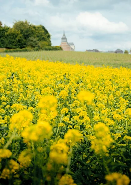 Vertical Selective Focus Shot Yellow Rape Flowers Meadow — Stock Photo, Image