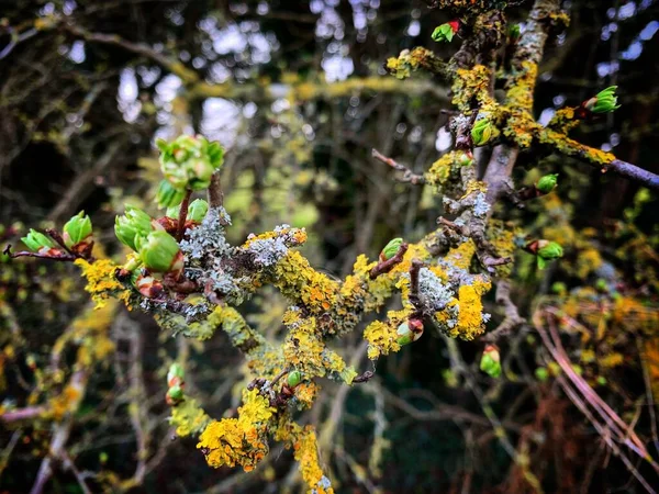 Shallow Focus Moss Lichen Branches Decaying Tree Forest — Stock Photo, Image