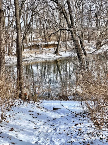 寒い日に雪に覆われた池や植物の垂直ショット — ストック写真