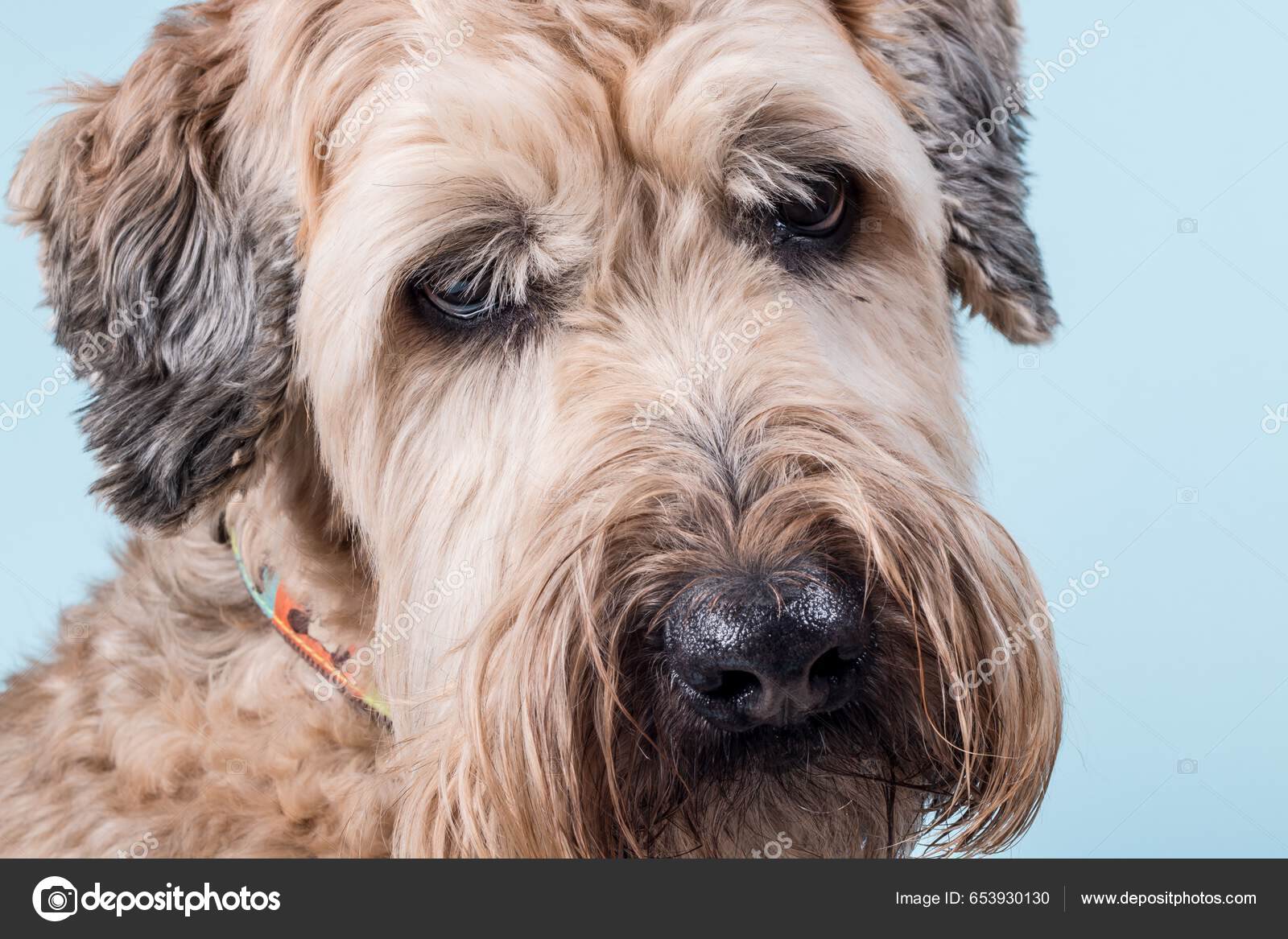 Blue wheaten best sale terrier