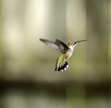 Hummingbird 'ün arka planda bulanık uçuşunun yakın plan fotoğrafı.