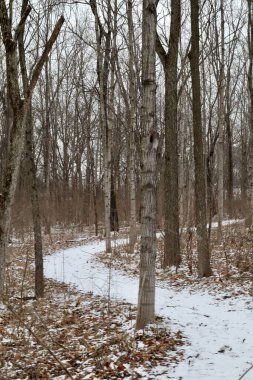 Kuru ağaçlar ve dallarla çevrili bir kış ormanındaki yürüyüş yolunun dikey görüntüsü.