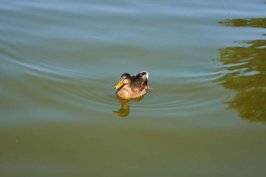 Sakin bir gölde yüzen bir ördeğin yakın çekimi.