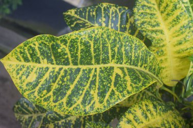 Codiaeum çeşidine yakın çekim, ateş krotonu, bahçe crotonu.