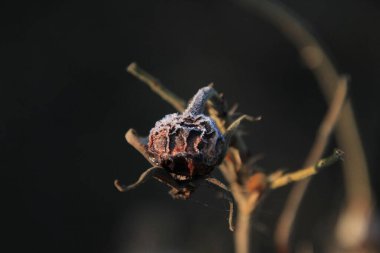 Bulanık arkaplanı olan güzel bir bitki manzarası.