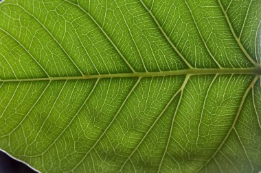 Güzel yeşil bir yaprağın yakın plan çekimi.