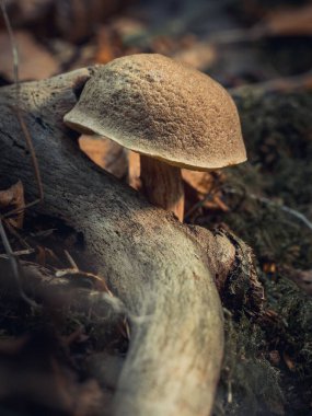 Bulanık arka planda bir ormanda Birch Bolete mantarının dikey görüntüsü (Leccinum scabrum)