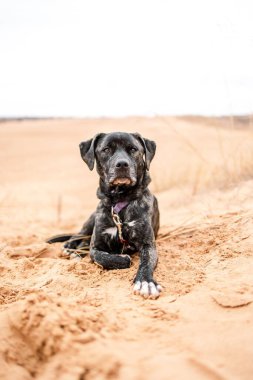 Tatlı bir Cane Corso köpeği, çöl zemininde, yabani otlarla yatar, dikey çekim