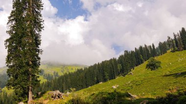 Dağların tepesindeki köknar ormanlarının manzarası.