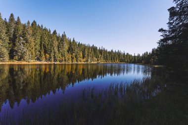 Svartdal Stjerna Gölü, Totenaasen Tepeleri, Oppland, Norveç 'te sonbahar boyunca ağaçlarla çevrilidir.