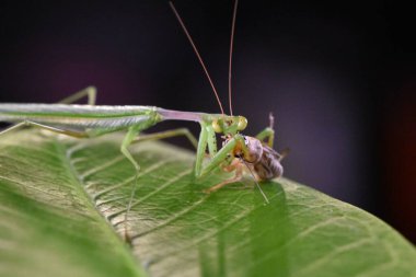 Güneş ışığının altındaki bir tarlada, yeşil bir yaprağın üzerinde bulanık bir arka planı olan peygamber devesinin yakın çekimi.