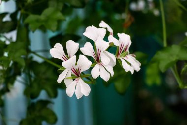 Sarmaşık sardunyasının yeşil bir çalıda büyüyen bir fotoğrafı.