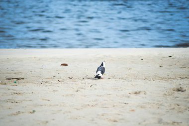 Bir kumsalın kumsalında duran bir güvercin. Arka planda dikkati dağılmış bir deniz. Güzel bir gün. Salvador Bahia Brezilya.