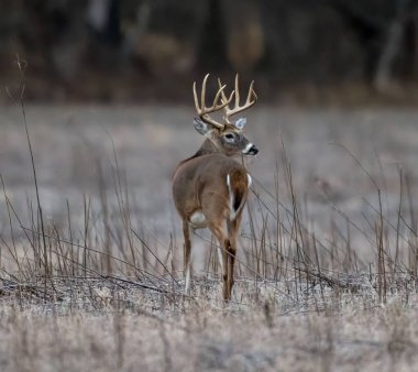 Kışın bir tarlada duran kahverengi kürklü beyaz kuyruklu bir geyiğin arka planı bulanık arka planda bir ormanla