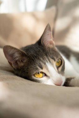 Kanepede uzanan sevimli bir cila.