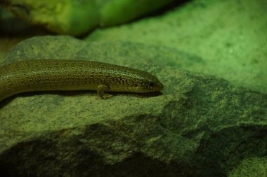 Bir kayanın üzerinde duran Chalcides Ocellatus sürüngeninin yakın çekimi.