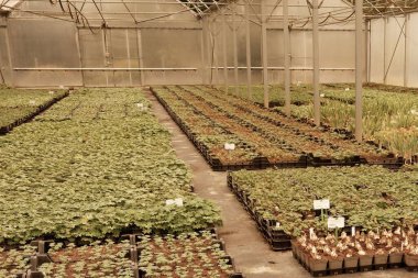 Bir serada büyüyen bitkilerin manzarası - kapalı tarım endüstrisi