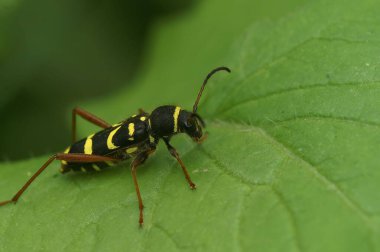 Clytus arietis 'in bitki yaprağına tünediği yakın plan.