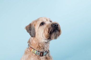 Açık mavi arka planda renkli yakalı yumuşak kaplamalı teriyer köpeğinin yakın plan portresi.