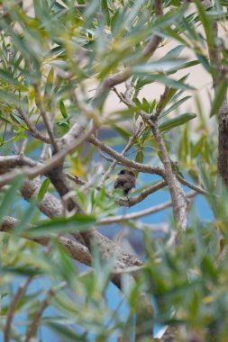Zeytin yapraklarının üzerine tünemiş Javan Munia 'nın seçici bir odağı