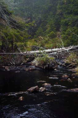 Norveç 'in Totenaasen Tepeleri' nin Svartdalstjerna Ormanı 'ndaki gölün dikey görüntüsü.