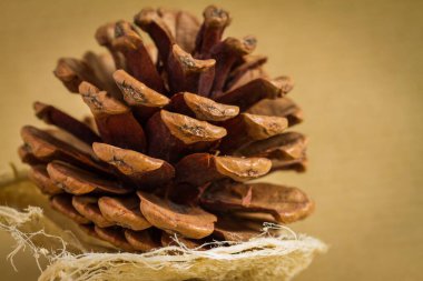 Bulanık, aydınlık bir arka planda bir çam kozalağının yakın çekimi - tatil kavramı