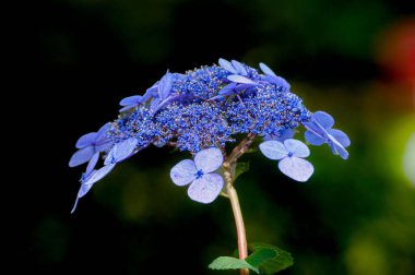 Bulanık arkaplanda cennet çiçeğinin narin mavi çayı (Hydrangea serrata)