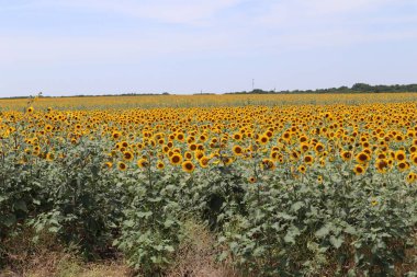 Güzel bir ayçiçeği tarlası manzarası.