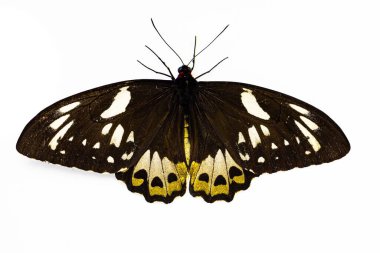 Beyaz arka planda izole edilmiş bir Poseidon kelebeği..