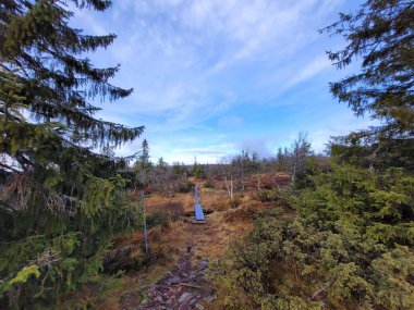 Doğal manzara, mavi gökyüzünün altında çam ağaçları ve ahşap geçitli bir bataklıktır..