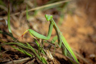 Avrupai bir peygamberdevesi bahçedeki çimlerin üzerinde otururken yakın plan fotoğrafı.