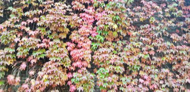 Tuğla duvarda kırmızı ve yeşil sarmaşık.