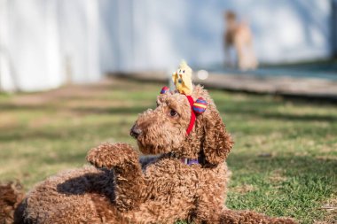 Güneşli bir günde parkta oynayan bej renkli kabarık tüylü Labradoodle köpeğinin yakın çekimi.
